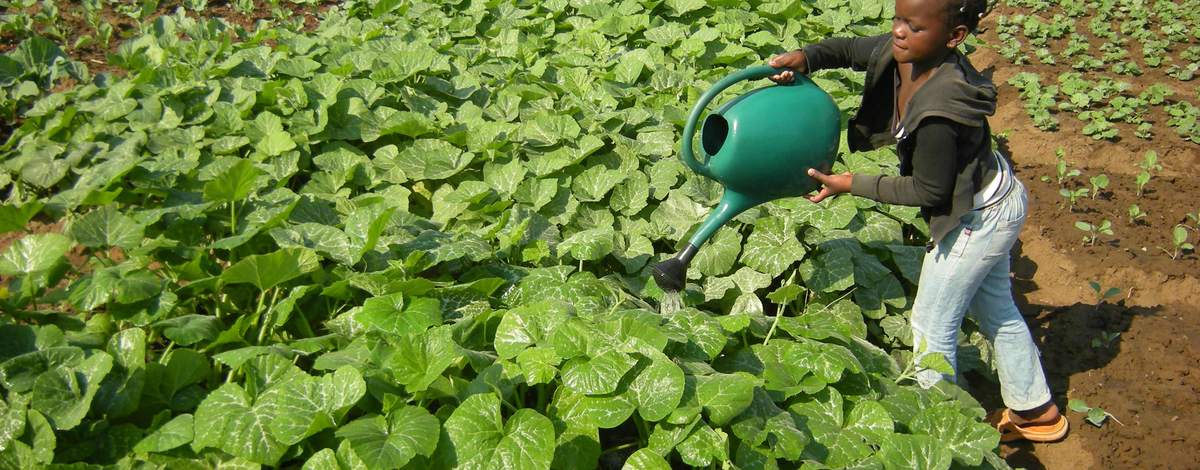A girl waters rows of pumpkin and cabbage plants in a community garden