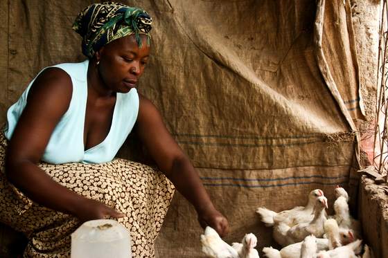 A woman tends a brood of young chickens inside a shelter.